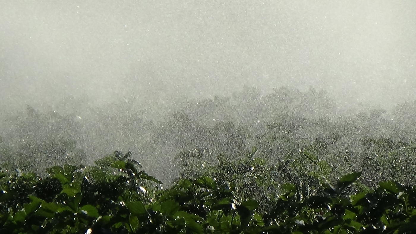 Nawadnianie-plantacji-truskawek-za-pomocą-deszczowni